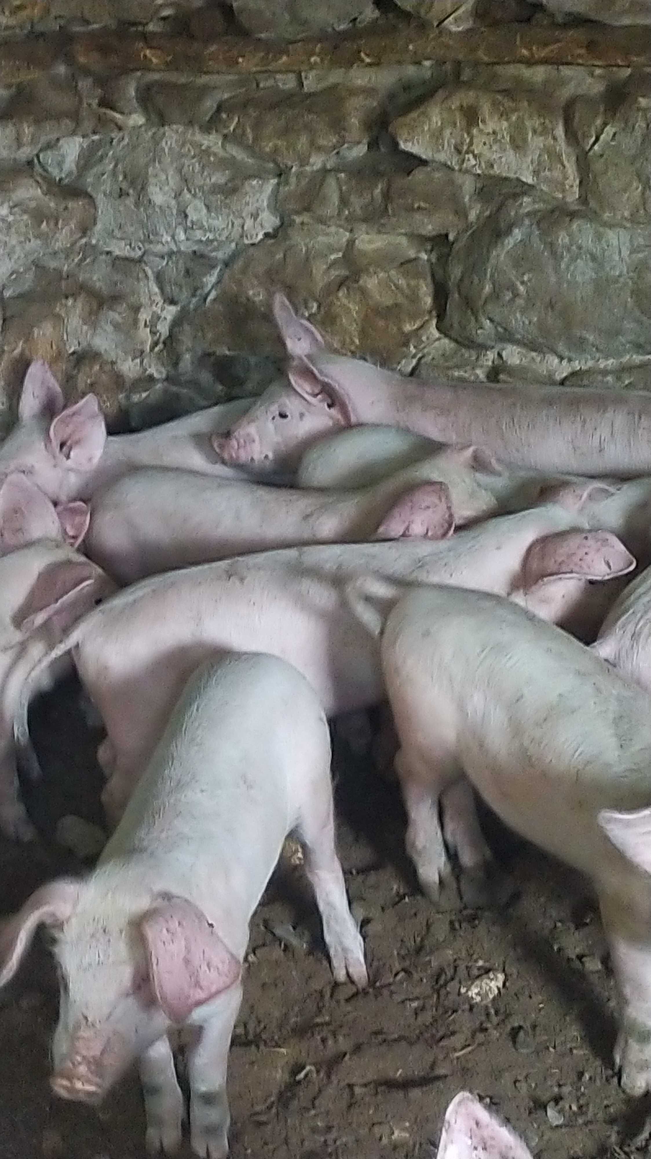 Продавам прасенца