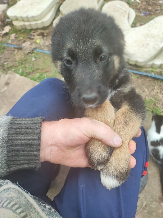 Подарявам тези зверчета на 2-месеца.Майка-каракачанка,баща-немец. Ли