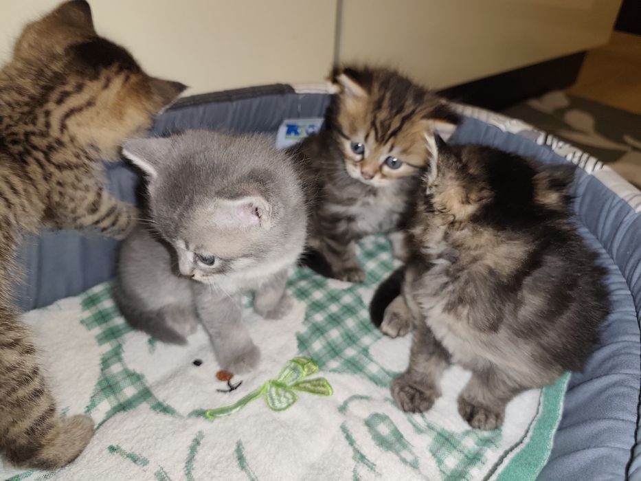 Британские котята