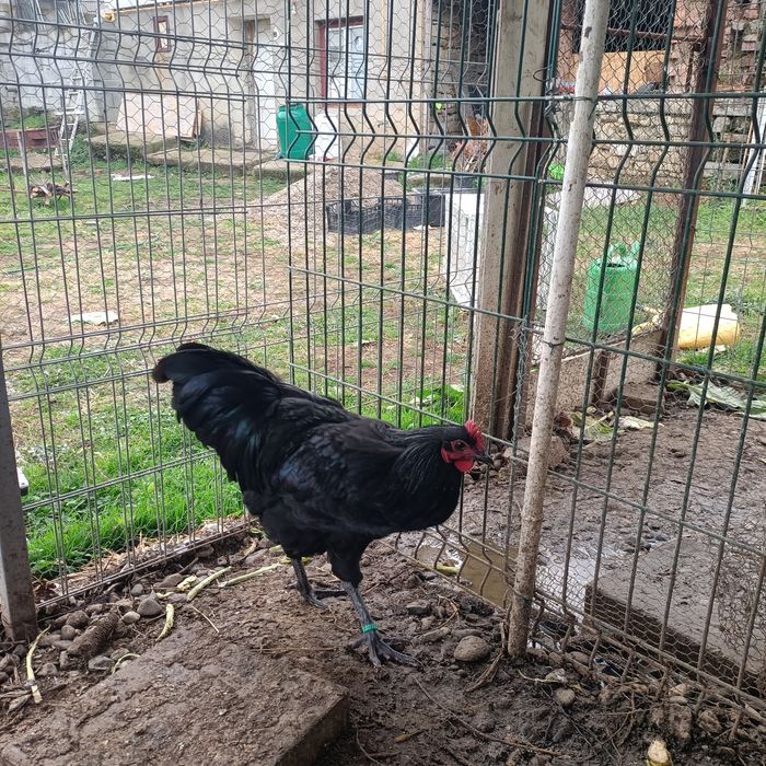 Cocos Australorp