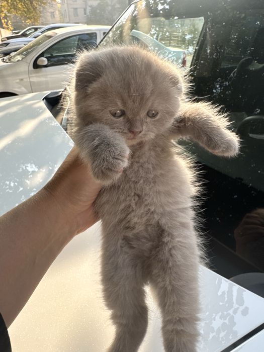 Продаюся котята Фолд