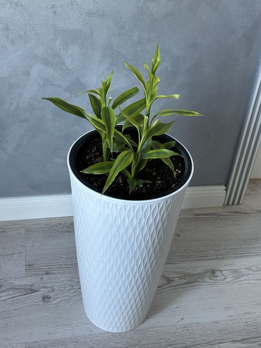 Комнатные растения, фикус Бенджамина и т д