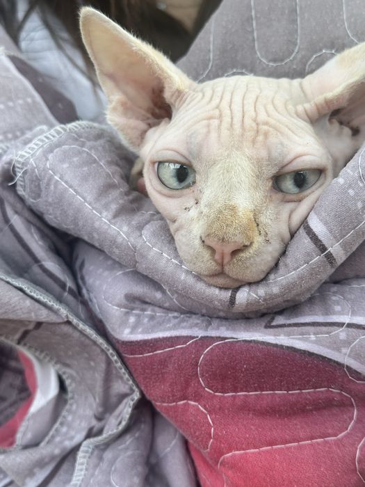 сфинкс 7 месяцев мальчик