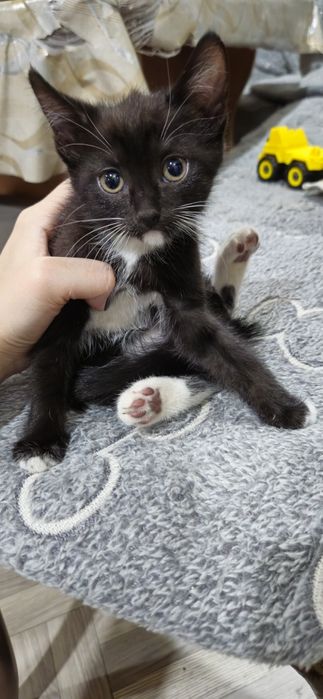 Отдам котят 2 месяца