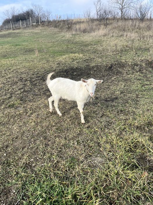 Vand o capra bune deafata rasa sanei si un tap alpina