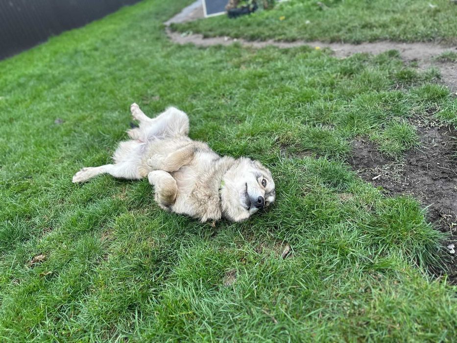 Adopție cățelușa tânără și mama ei