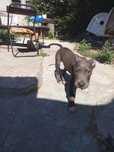 Cățel Amstaff 2 luni jumate – ofer spre adopție