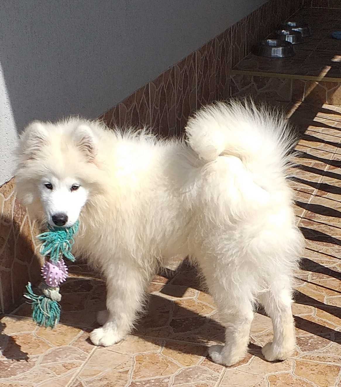 Cățeluș mascul Samoyed cu pedigree A din canisa Snowballs White