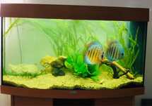 Acvariu Juwel Vision 180 l