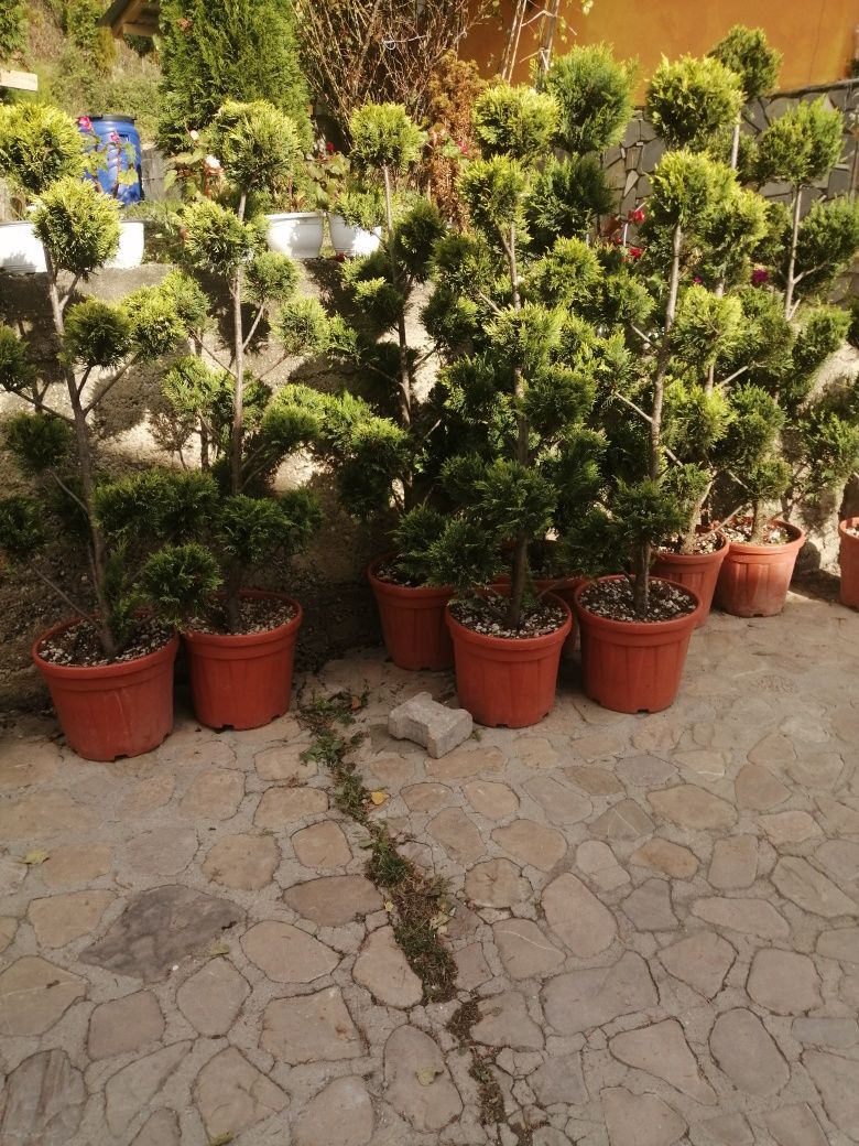 Plante ornamentale și spații verzi