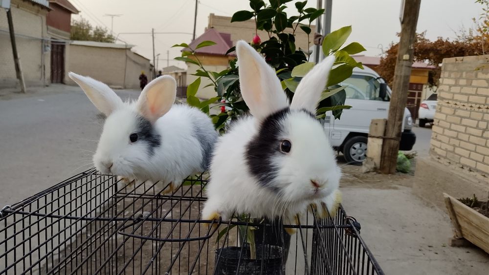 Parodali quyonlar pandacha