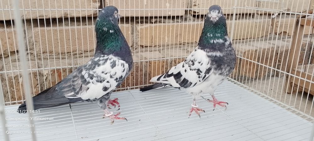 Продается голуби Тедди Kaftar Sotiladi teddy