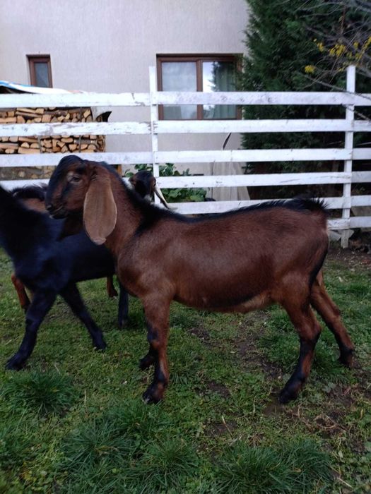 tap capre  anglo nubian