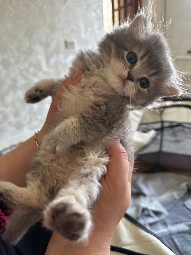 Шиншила хейланд котят