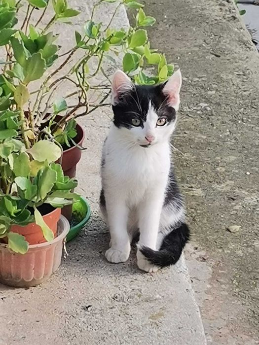 Pisoi - Motanel 2-3 luni – Ilfov, Bucuresti