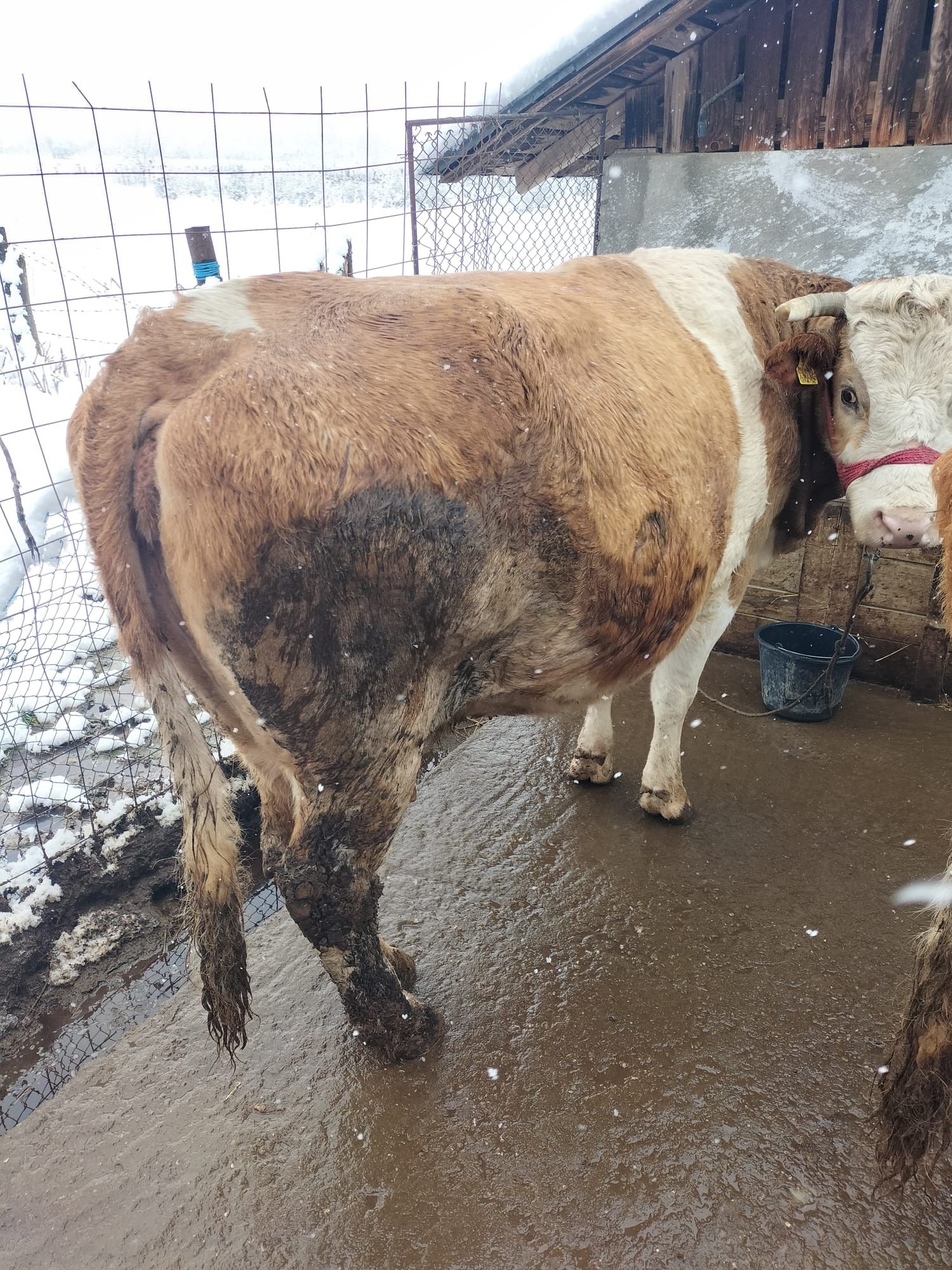 Vând vaca baltata românească gestanta în 8 luni
