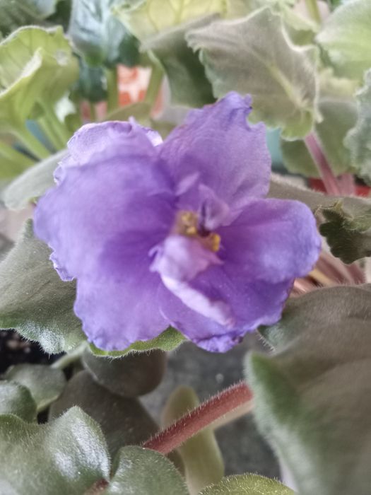 Фиалочки для дома