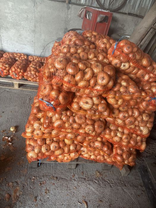 Vand ceapa alba bio in cantitate mai mare