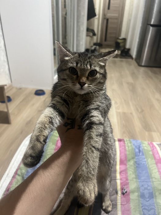 Отдам даром кошку