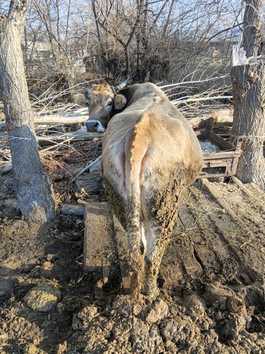 Сиыр сатам ұрғашы