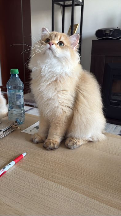 British longhair golden mascul