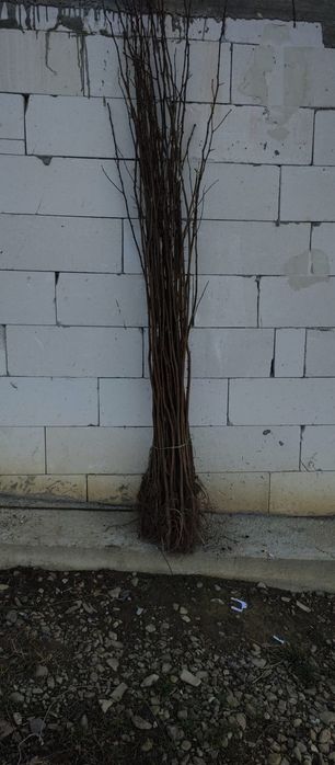 Puieți salcâm frasin tei fag carpen stejar mesteacăn plop brad molid