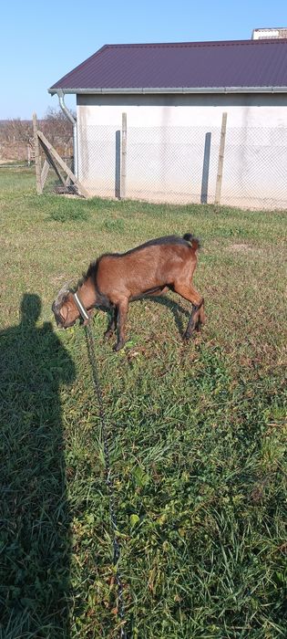 Vând țap de 8 luni