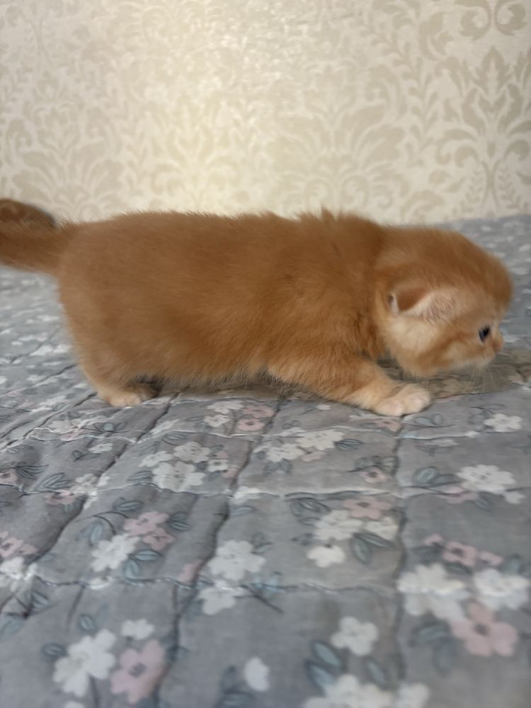 Рыжий Скотиш Фолд мальчик