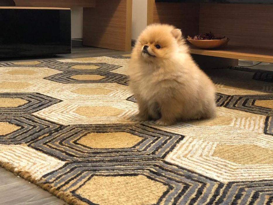 Fetita Pomeranian