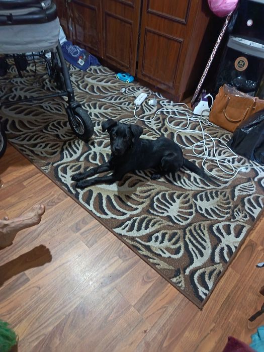 Лабородор сабака 400 тысяч