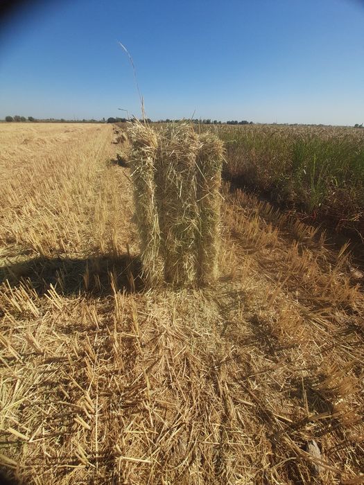 Somon preslar bor otizdo duripdi