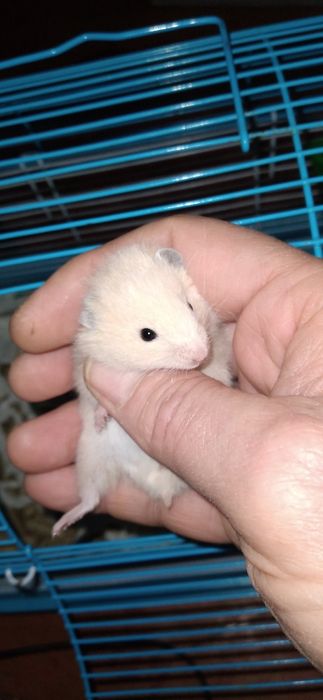 Шустрые хомячки молодняк Смотрите 6фото Читайте описании