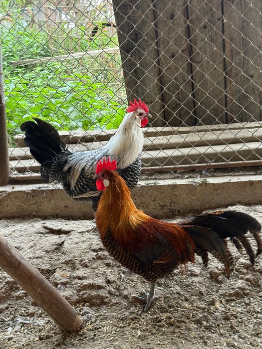 Vând pui de rasă sau găini de tăiat ( cocoși)