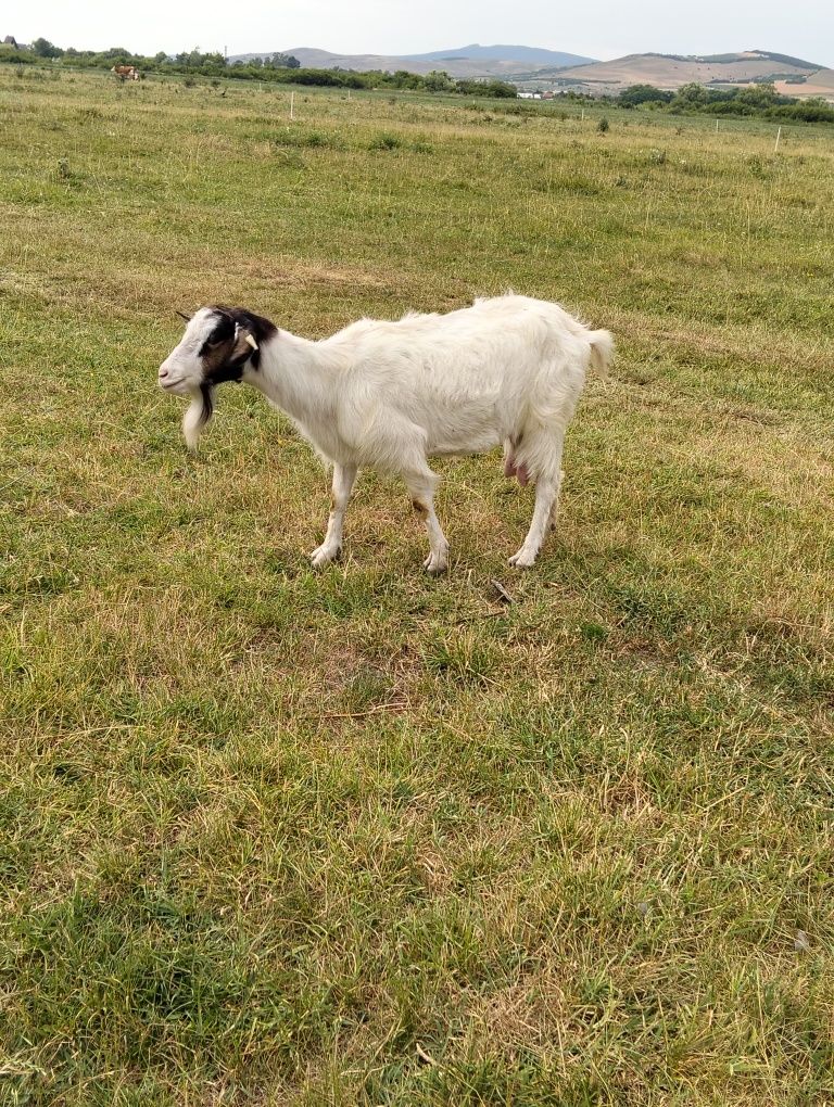 Capră de vânzare