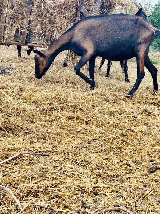 Capre si Iedute Alpina Franceza