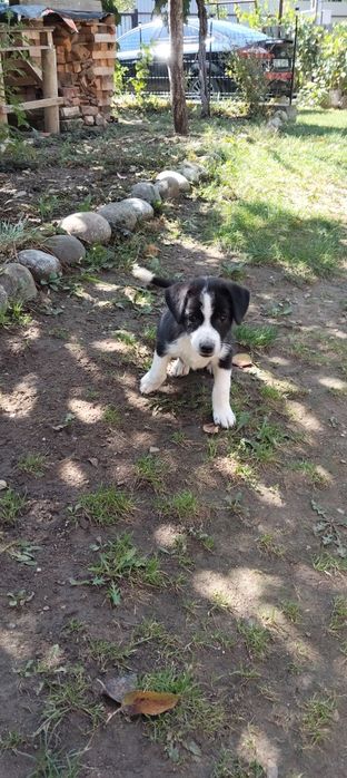 Donez catelusa vaccinata și cu carnet