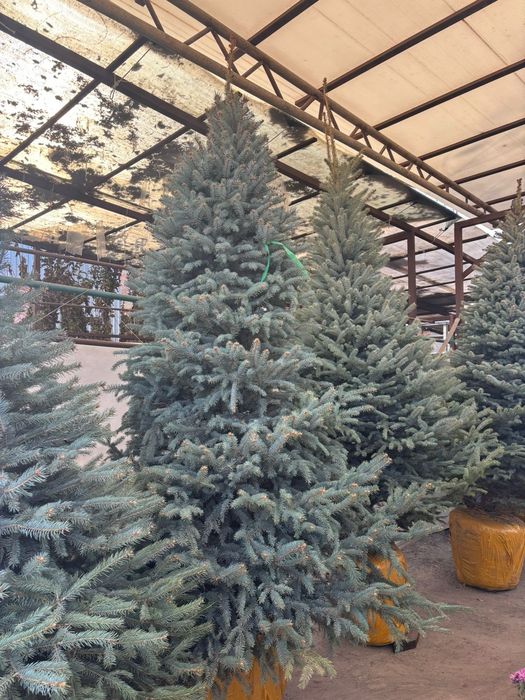 Елки Ель голубая купить в Алмате от питомника напрямую