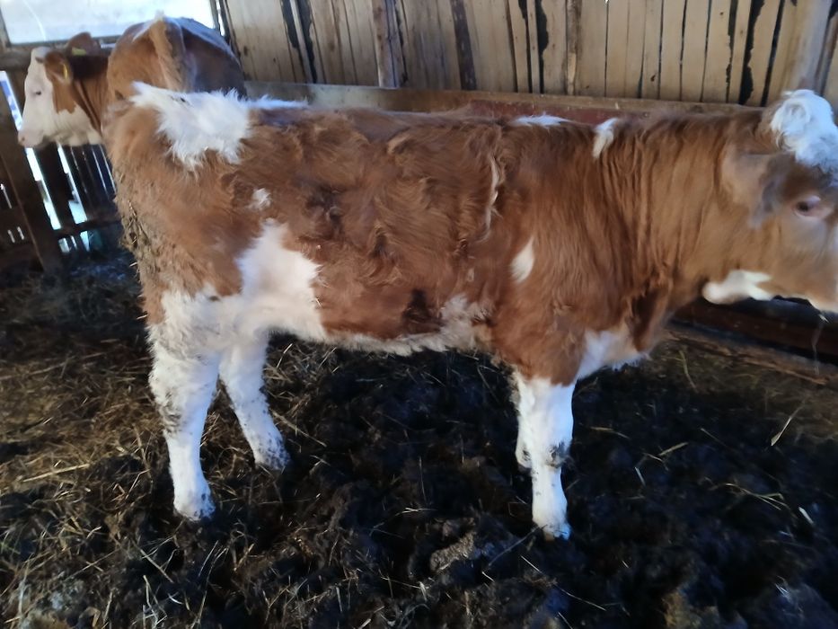 De vânzare vitea holstein