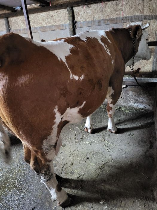 Vând vaca de abator