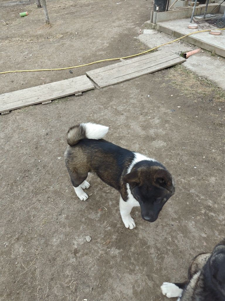 Cățelusa Akita american