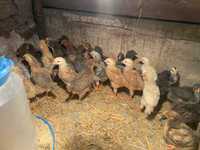 Малки пиленца, големи пуйки, кокошки,  биопроизводство, село Леново