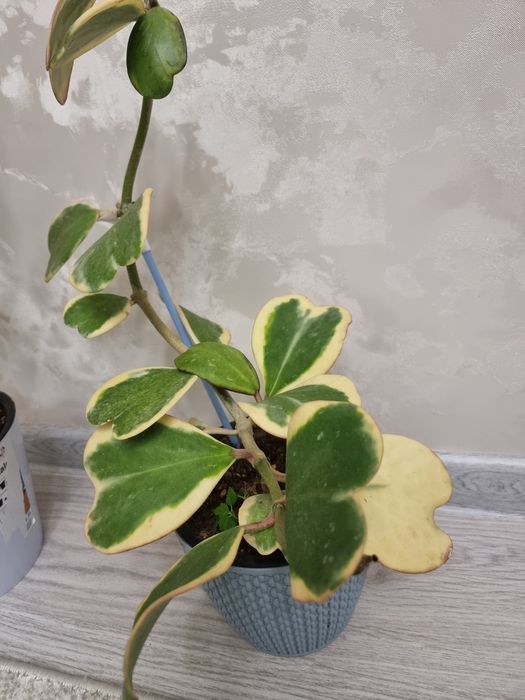 Продаю цветы.папоротник.замиакулькас.хойя.жасмин