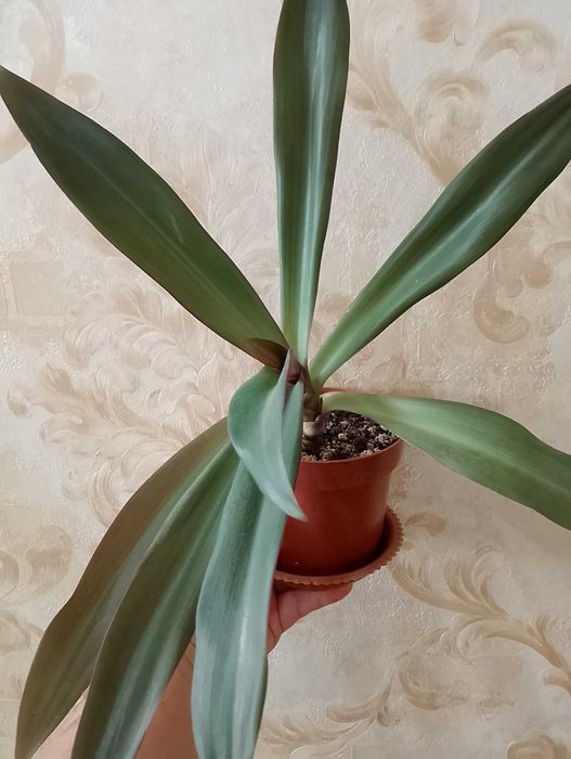 Продам домашний цветок - традесканция Рео