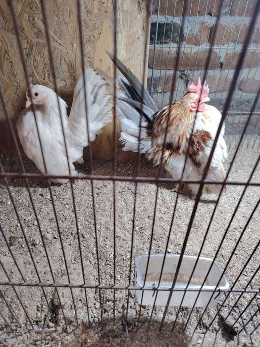 Серама - едногодишен чифт