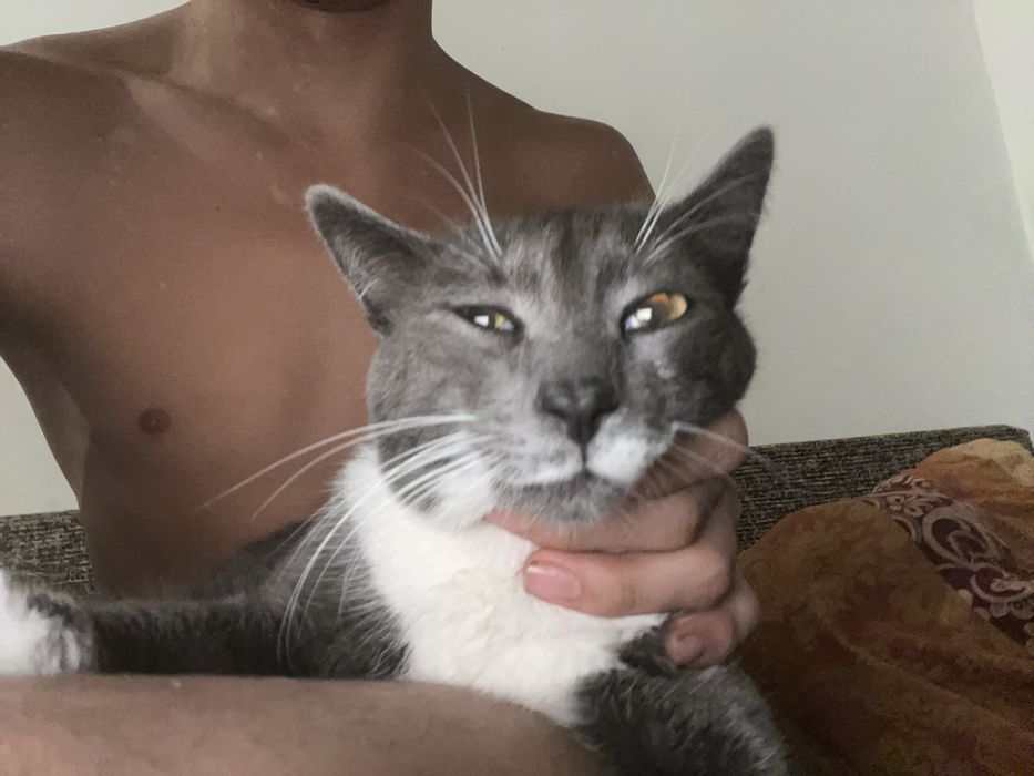 Кошки мысык коттттт