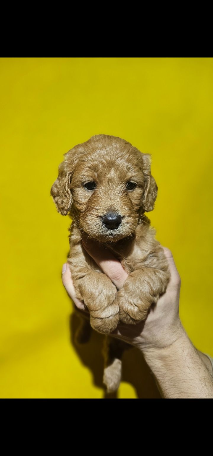 Femela Labradoodle