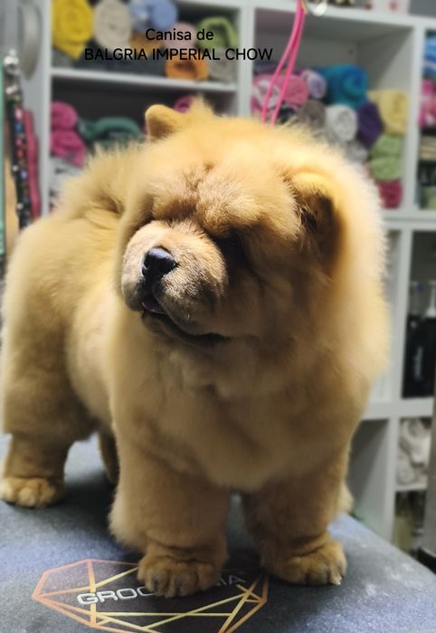 Femela Chow Chow cu Pedigree