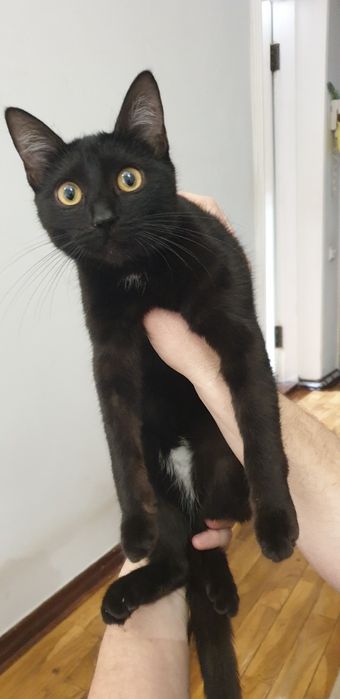 Подросшие котенок