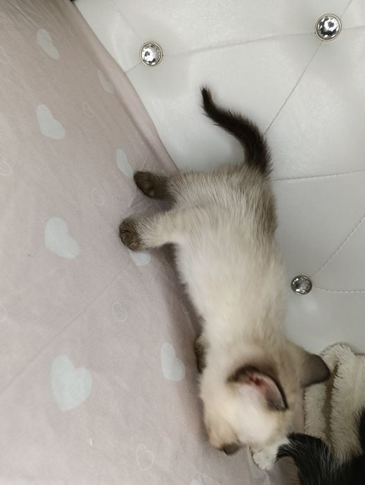 Dau spre adopție pui de pisica