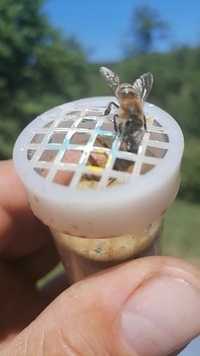 Vand famili de albine, apicole